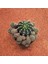 Echinopsis Bol Yavrulu 15LIK Saksıda Kaktüs 1