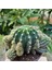 Echinopsis Bol Yavrulu 15LIK Saksıda Kaktüs 2