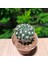 Notocactus Submammulosus 5.5lik Saksıda Kaktüs 3