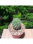 Yağmur Kaktüs Echinopsis 5.5lik Saksıda Kaktüs 2