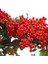 1-2 Yaş Arası Tüplü Kırmızı Bodur Ateş Dikeni (Pyracantha) Fidanı - Canlı Meyveli ve Dayanıklı Fidan 1