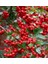 1-2 Yaş Arası Tüplü Kırmızı Bodur Ateş Dikeni (Pyracantha) Fidanı - Canlı Meyveli ve Dayanıklı Fidan 2