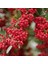 1-2 Yaş Arası Tüplü Kırmızı Bodur Ateş Dikeni (Pyracantha) Fidanı - Canlı Meyveli ve Dayanıklı Fidan 3