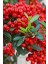 1-2 Yaş Arası Tüplü Kırmızı Bodur Ateş Dikeni (Pyracantha) Fidanı - Canlı Meyveli ve Dayanıklı Fidan 4
