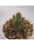Euphorbia Horrida 15LIK Saksıda Sukulent 1
