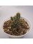 Euphorbia Horrida 15LIK Saksıda Sukulent 2