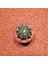 Echinopsis 8lik Saksıda Kaktüs 1
