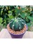 Echinopsis 8lik Saksıda Kaktüs 2