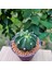 Echinopsis 8lik Saksıda Kaktüs 3