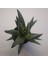 Haworthia Sukulent 8.5 Lik Saksı 1