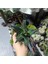 Haworthia Sukulent 8.5 Lik Saksı 2