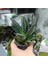 Haworthia Sukulent 8.5 Lik Saksı 3