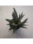 Haworthia Sukulent 8.5 Lik Saksı 4