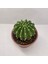 Echinopsis Subdenudata 9luk Saksıda Kaktüs 1