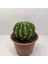 Echinopsis Subdenudata 9luk Saksıda Kaktüs 2
