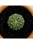 Yağmur Kaktüs Astrophytum Asterias 4.5 cm Boyutunda Özel Tür Kaktüs 1