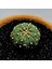 Yağmur Kaktüs Astrophytum Asterias 4.5 cm Boyutunda Özel Tür Kaktüs 3