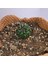 Gymnocalycium Mihanovichii Inermis Cristata 1