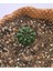 Gymnocalycium Mihanovichii Inermis Cristata 2