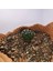 Gymnocalycium Mihanovichii Inermis Cristata 3