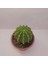 Echinopsis Subdenudata 9luk Saksıda Kaktüs 1