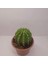 Echinopsis Subdenudata 9luk Saksıda Kaktüs 2