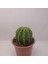 Echinopsis Subdenudata 9luk Saksıda Kaktüs 3
