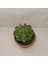 Echinopsis Subdenudata 9luk Saksıda Kaktüs 1
