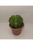Echinopsis Subdenudata 9luk Saksıda Kaktüs 2