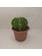 Echinopsis Subdenudata 9luk Saksıda Kaktüs 3
