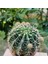 Yağmur Kaktüs Echinopsis 8.5lik Saksıda Kaktüs 1