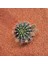 Yağmur Kaktüs Echinopsis 8.5lik Saksıda Kaktüs 2