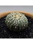 Yağmur Kaktüs Astrophytum Asterias 5 cm Boyutunda Özel Tür Kaktüs 2