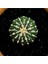 Astrophytum Asterias 4.5 cm Boyutunda Özel Tür Kaktüs 1