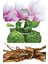 Incandessence Summer Glow Kadın Parfüm EDP Üçlü Set 50 ml 4