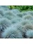 1-2 Yaş Arası Tüplü Mavi Çim (Festuca Glauca) Fidanı - Göz Alıcı Renk ve Dayanıklı Peyzaj Bitkisi 1