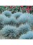 1-2 Yaş Arası Tüplü Mavi Çim (Festuca Glauca) Fidanı - Göz Alıcı Renk ve Dayanıklı Peyzaj Bitkisi 3