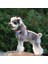 Blossom Step-In Mavi Köpek Göğüs Tasması 4