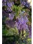 1-2 Yaş Arası Tüplü Mor Salkım (Wisteria) Fidanı - Göz Alıcı Çiçekli Sarmaşık 1