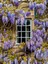 1-2 Yaş Arası Tüplü Mor Salkım (Wisteria) Fidanı - Göz Alıcı Çiçekli Sarmaşık 2