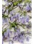 1-2 Yaş Arası Tüplü Mor Salkım (Wisteria) Fidanı - Göz Alıcı Çiçekli Sarmaşık 4