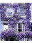 1-2 Yaş Arası Tüplü Mor Salkım (Wisteria) Fidanı - Göz Alıcı Çiçekli Sarmaşık 5