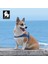 Ocean Mavi Köpek Göğüs Tasması 3
