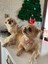 Fiyonk - Papyon Şeklinde Inci Boncuklu Küçük-Orta Irk Köpek Tasması 1