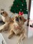 Fiyonk - Papyon Şeklinde Inci Boncuklu Küçük-Orta Irk Köpek Tasması 3