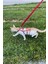 Modlive Full Body Kedi Harness, Kedi Gezdirme Tasması, Kedi Sokak Tasması - NPC011 3