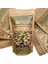 Ana Çıtlak İri Taneli Jumbo Antep Fıstığı 250 gr 3