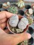 Lithops Taş Kaktüs 4