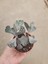 Cactus Kalanchoe Rhombopilosa Sukulent - Nadir Tür 3