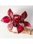 Iresine Herbstii Çingene Şalvarı 10-20 cm 2